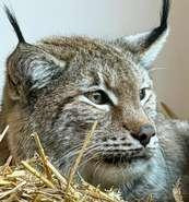 DHL wildkatzen Luchs Lynx Lothar 310